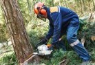 South Gladstonetree-cutting-services-21.jpg; ?>